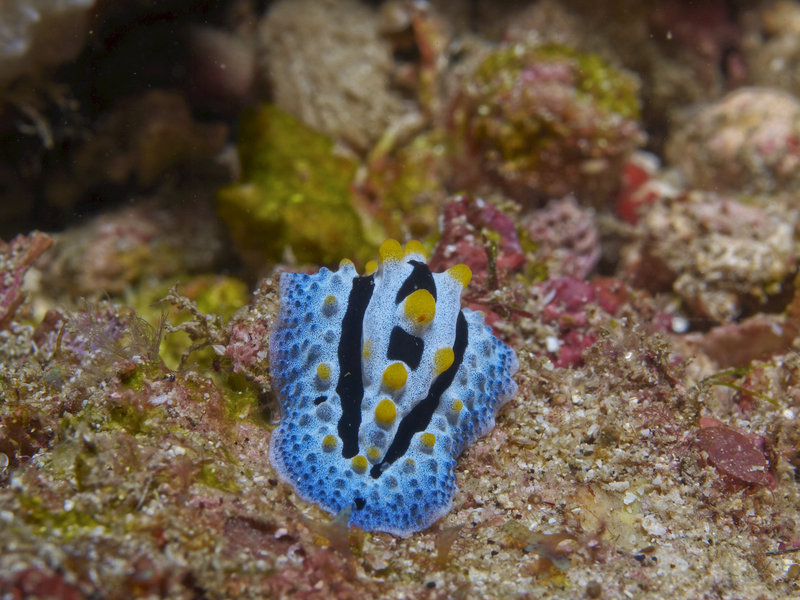 Wart slug, Sabang Point